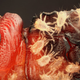 Image for article titled The creepiest photographs of things you can only see under a microscope